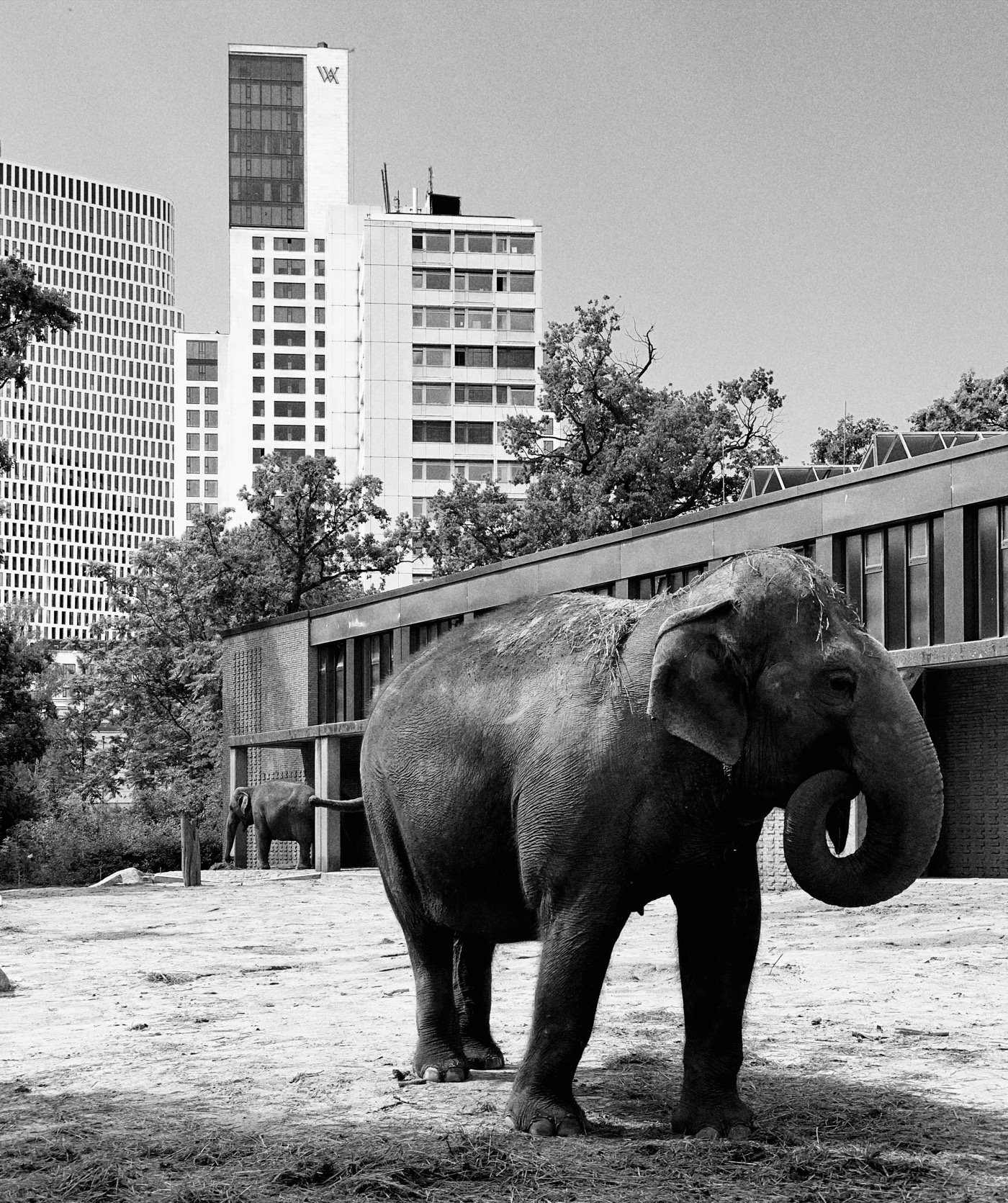 Black-and-white photo of an elephant with city buildings behind