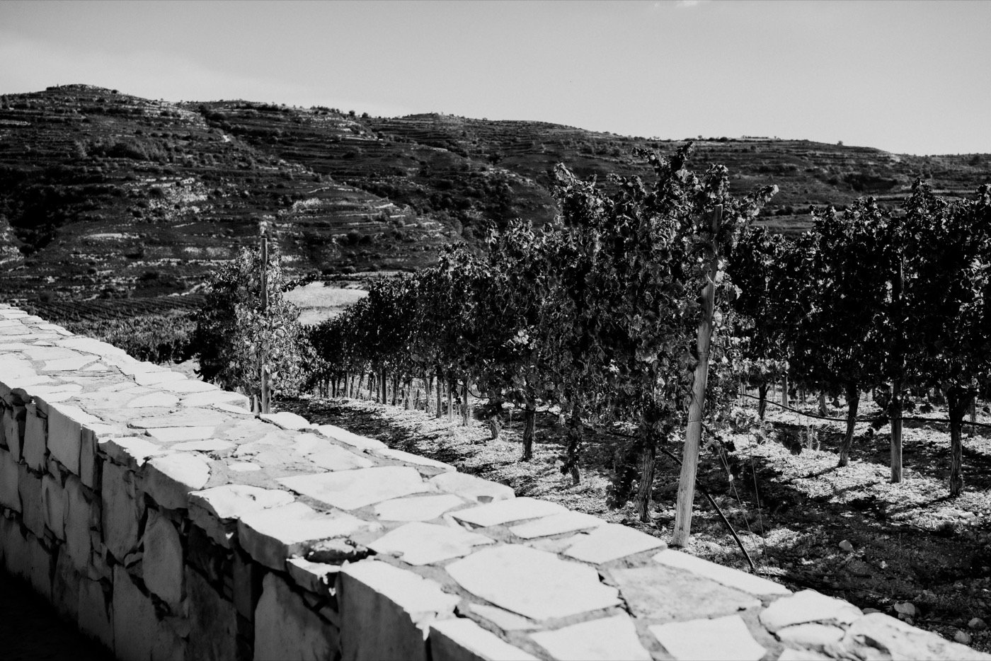 Black-and-white vineyard beside a dry-stone wall