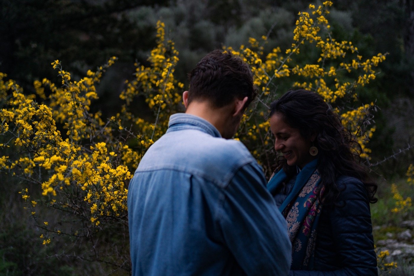 Couple among yellow flowering shrubs at dusk